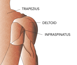 anatomy-shoulder-1-01